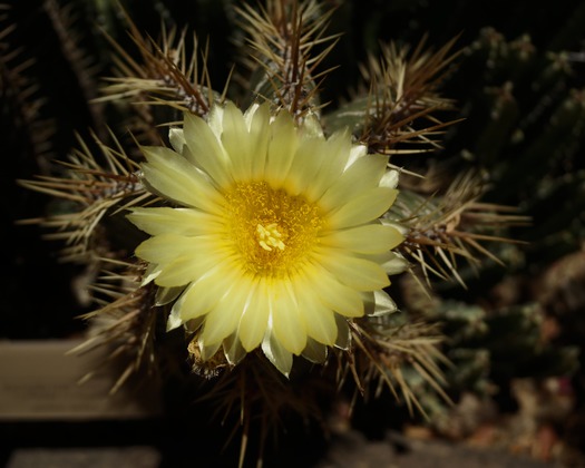 Yellow Flower-Tucson