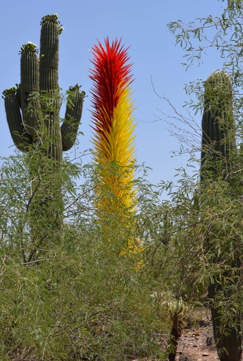 Desert Botanical Garden