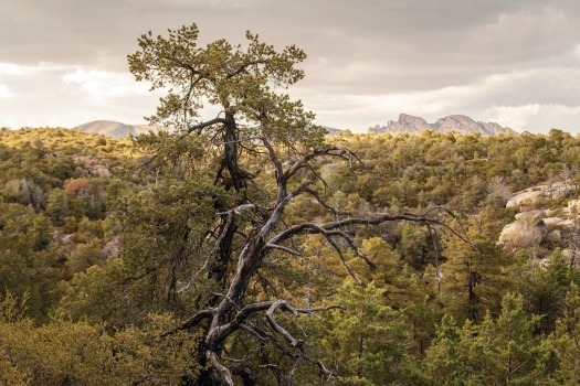 Chiricahua National Monument