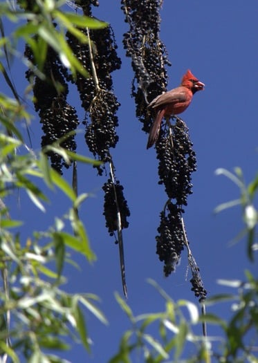 Hassayampa River Preserve