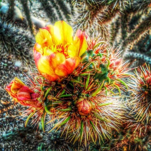 Desert Wildflowers