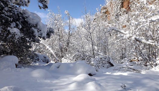 Payson Forest Snow