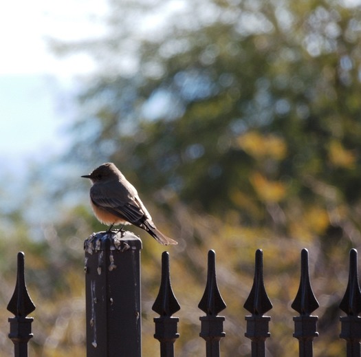 Bird Watching