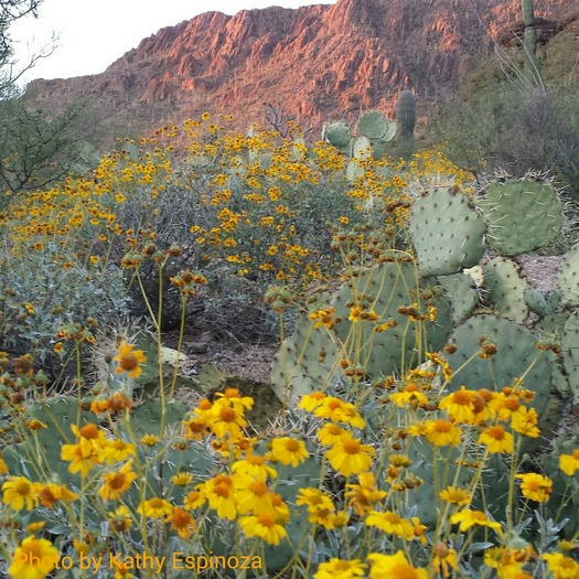 Tucson Mountain Park Flowers