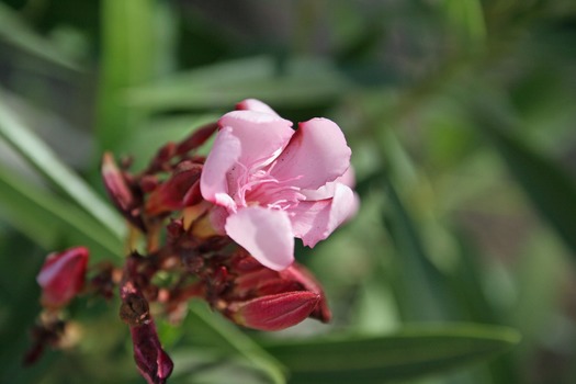 Desert Flower