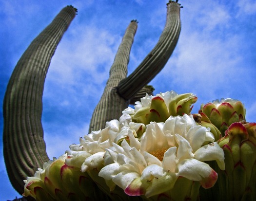 Cactus Flowers