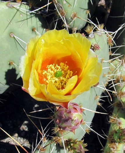 Wild Cactus Flower