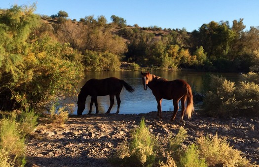 Wild Horses