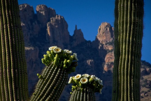 Cactus Flowers