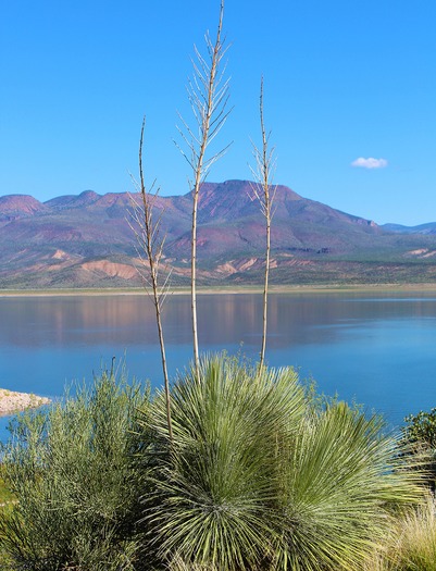 Theodore Roosevelt Lake