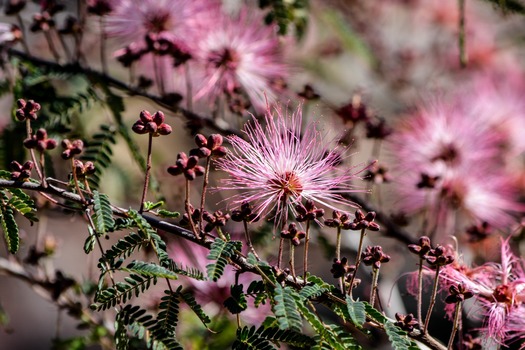 Desert Botanical Garden