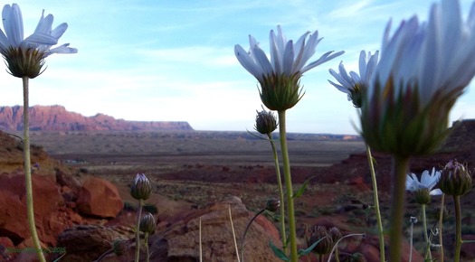 Vermillion Cliffs National Monument