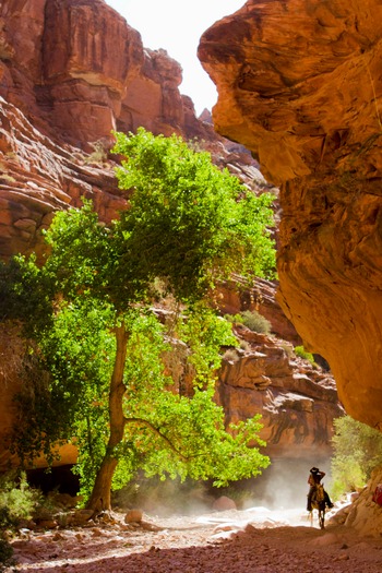 Havasu Canyon Horseback Riding