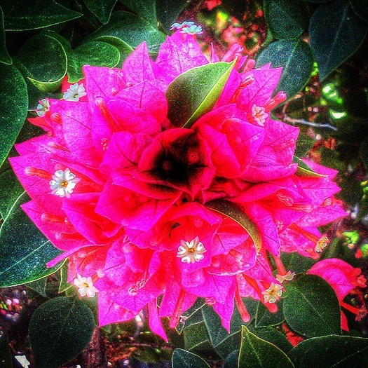 Desert Wildflower