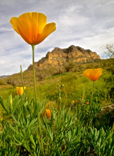 Picketpost Mountain