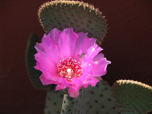 Prickly Pear Flower