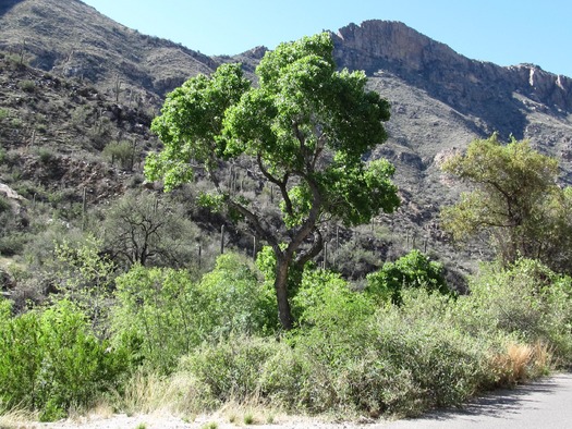 Sabino Canyon