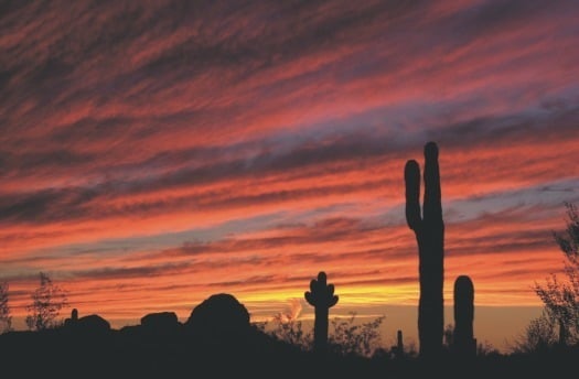 Desert Botanical Gardens