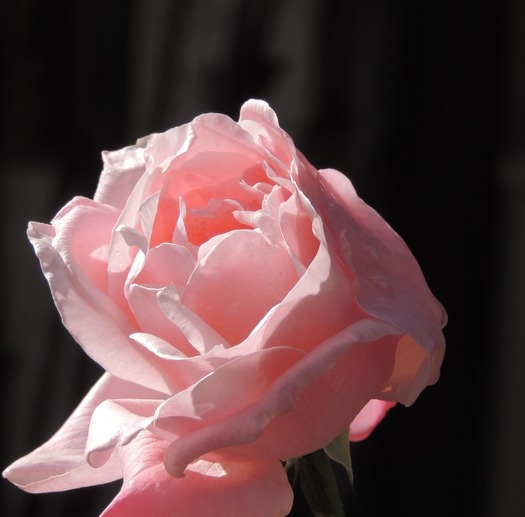 Pink Rose