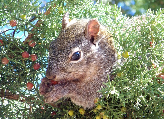 Sedona Squirell Close Up