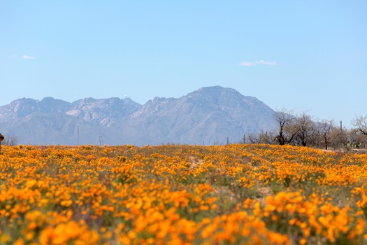 Tucson Poppies