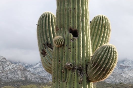 Catalina State Park