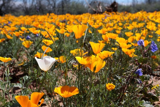 Tucson Poppies