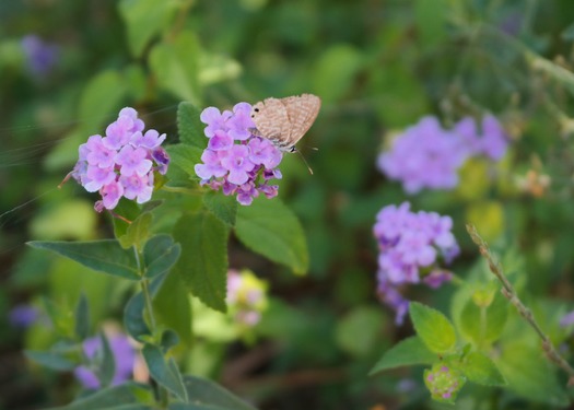 Tucson Flowers