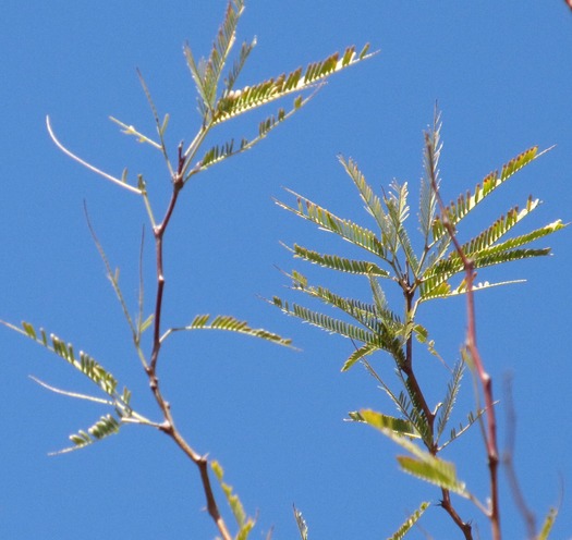 Tucson Nature