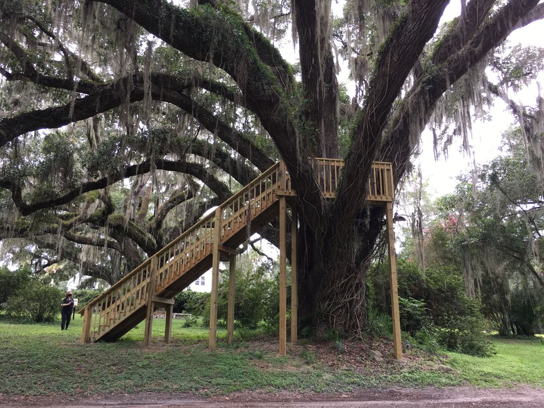 New Live Oak Tree Stairs