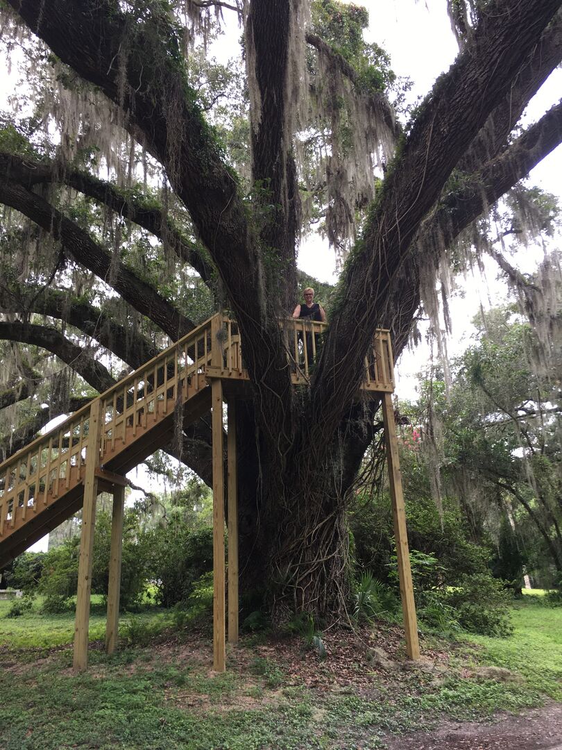 New Live Oak Tree Stairs