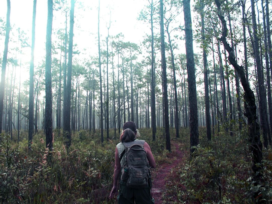 Hiker in Pine Forest - Withlacoochee State Forest