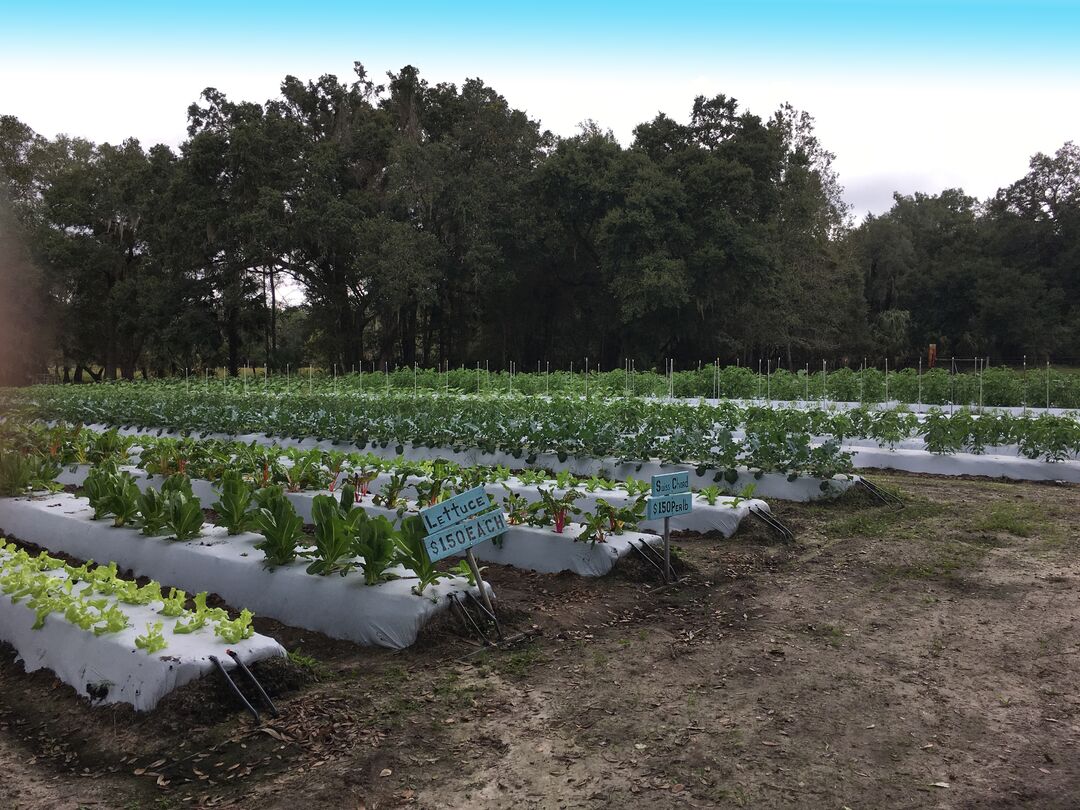 JG Ranch Fields