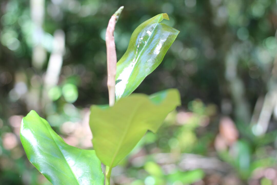 Fickett Hammock Preserve Tour