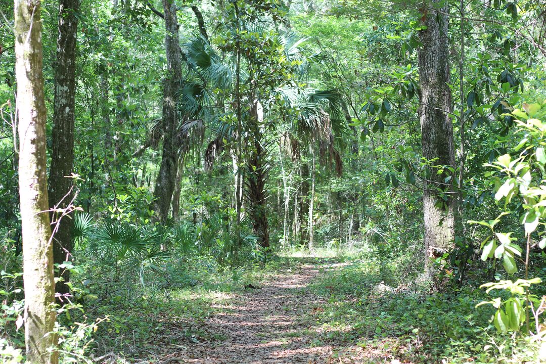 Fickett Hammock Preserve Tour