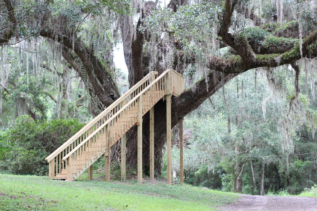 Chinsegut Hill New Tree steps