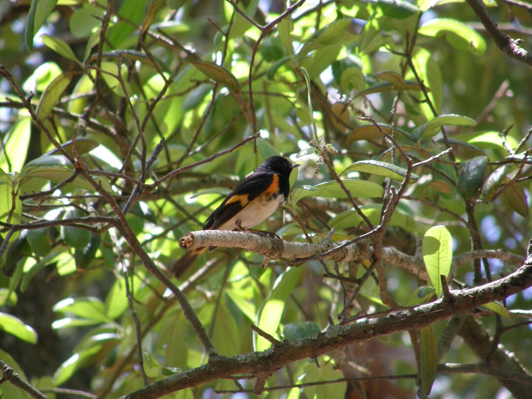 male American Redstart