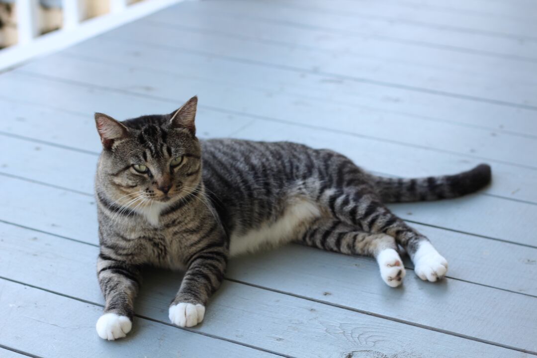 Chinsegut Resident Kitty