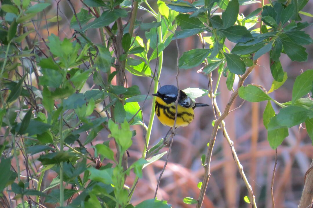 male Magnolia Warbler