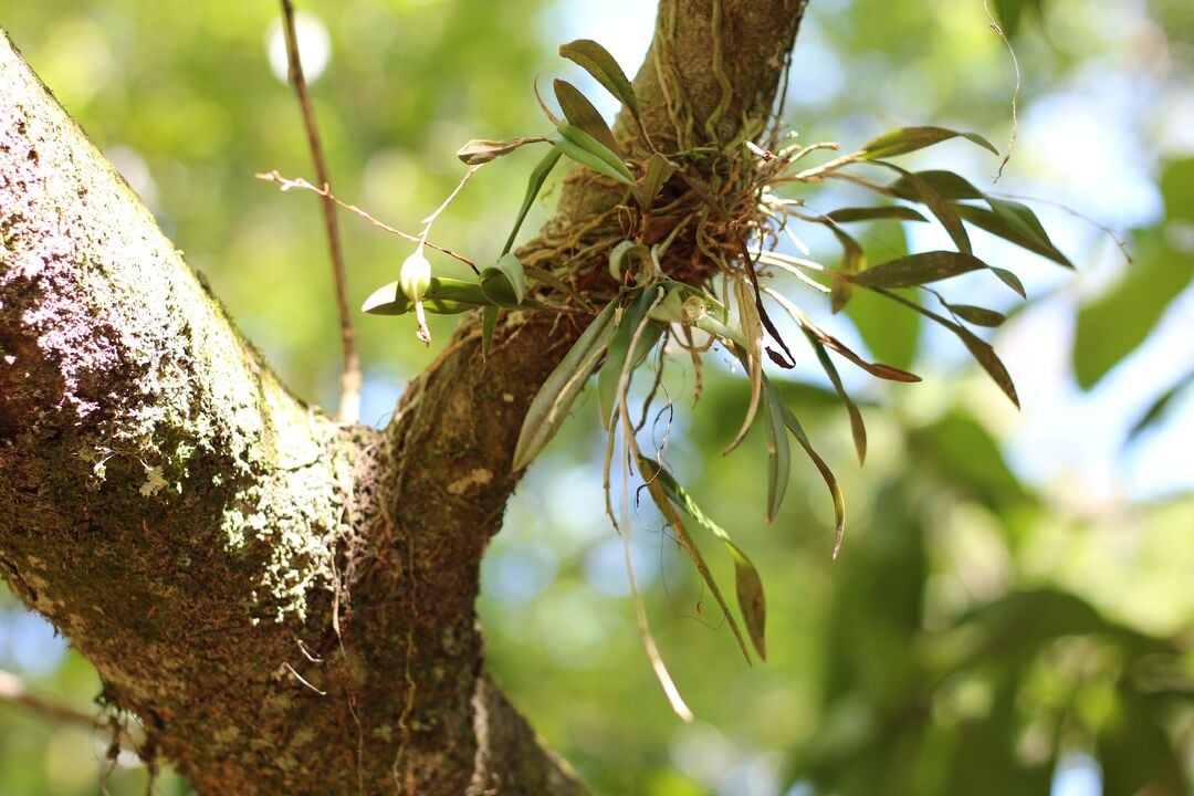 Fickett Hammock Preserve Tour