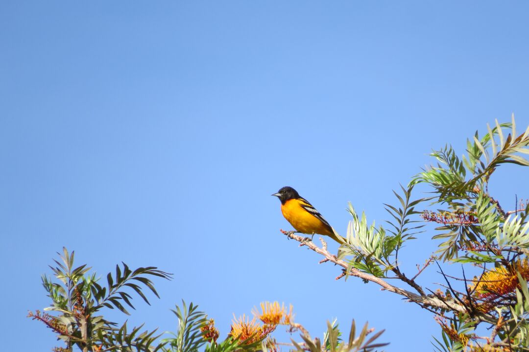 male Baltimore Oriole