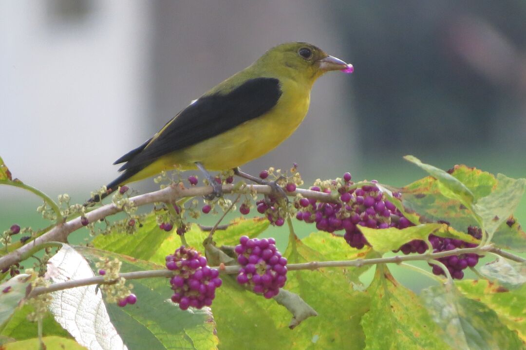 male Scarlet Tanager in fall plumage