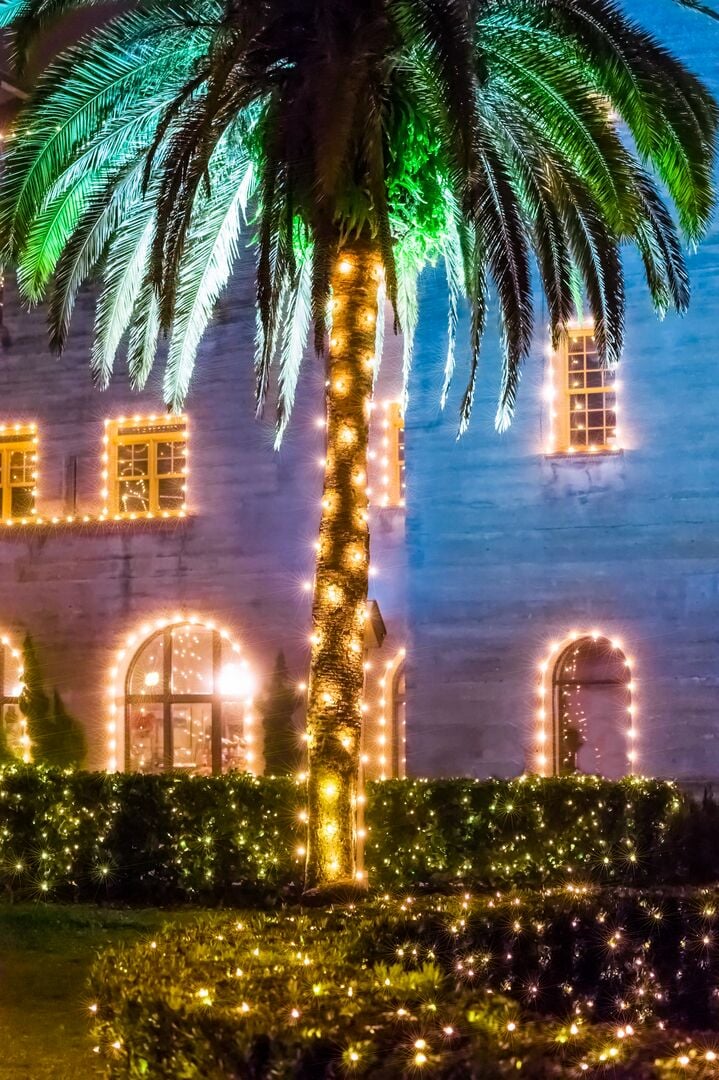 NOL palm tree lightner