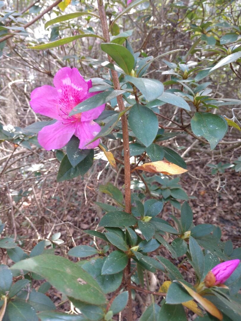 Chinsegut Single Azalea V