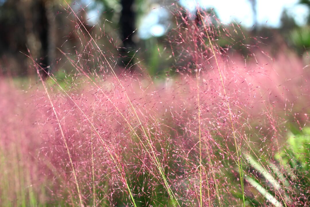 Weekiwachee Preserve pink grass cu