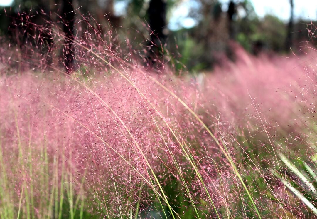 Weekiwachee Preserve pink grass cu 2