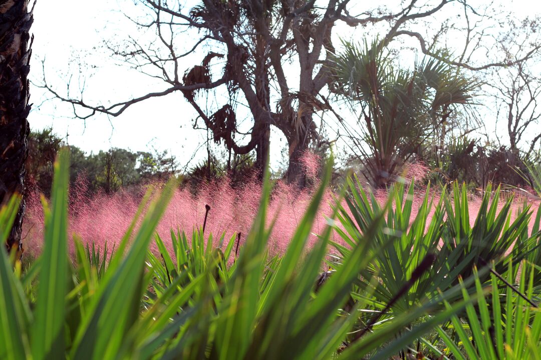 Weekiwachee Preserve Pink grass 5