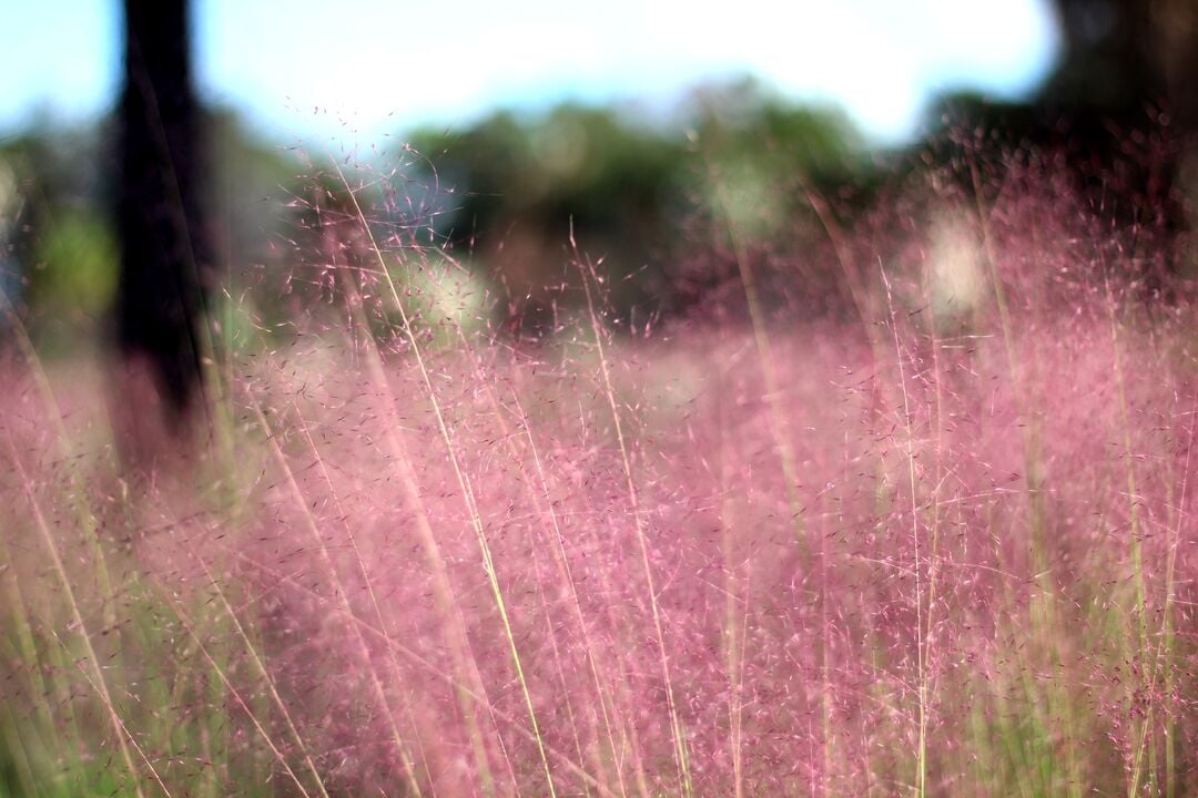 Weekiwachee Preserve pink grass 4