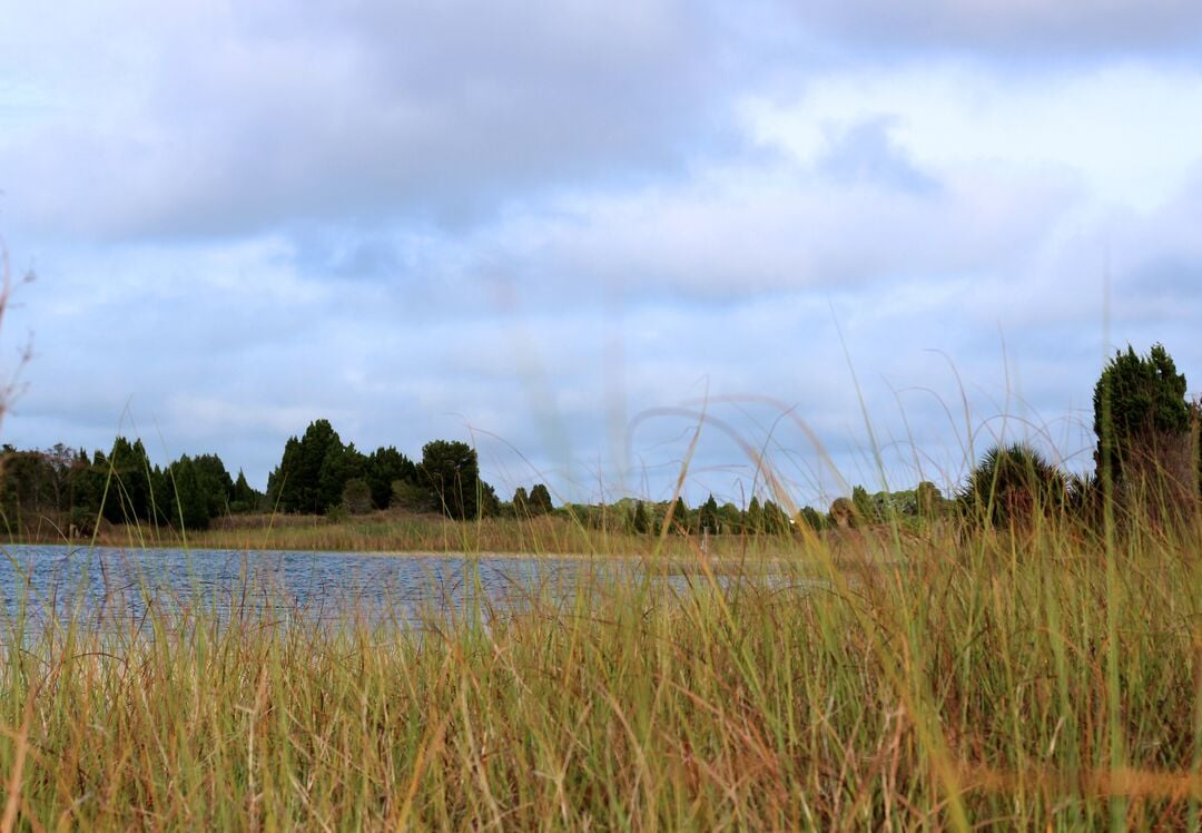 Weekiwachee Preserve Lake grass