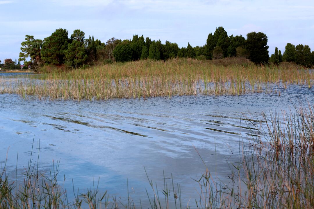 Weekiwachee Preserve Lake marsh